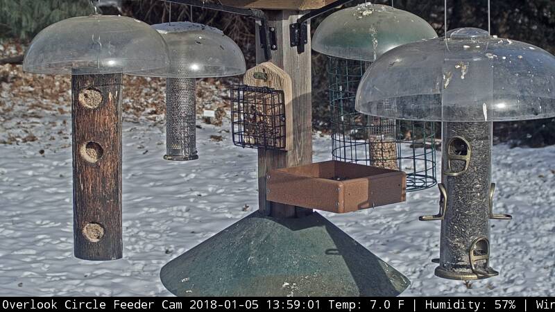 Overlook Circle Feeder Cam