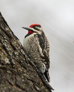 Yellow-bellied sapsucker in the back yard