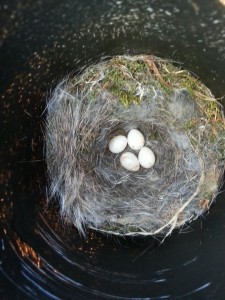Chickadee nest