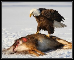 Eagle on deer carcass - someone had pulled road kill away from the road for the safety of the eagles. This is NOT baiting.