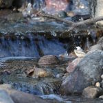 Chickadee visits Overlook Falls