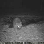 Raccoon caught on the trail camera